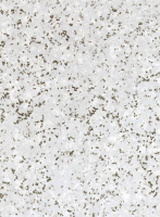 Hongda_-8202.png1