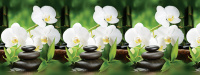 panel_abs_orchidej_bel1