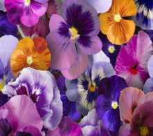 Клеенка Флер 81563 на тканой основе ширина 1,4м 