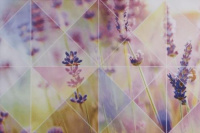 lavanda_roz_verx_02_1_1493192514