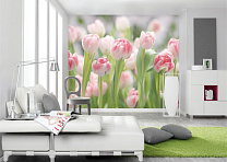 Фотообои Комар 8-708 368*254 цветы тюльпаны //д