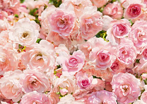 Фотообои Комар 8-937 368*254 цветы розы //д