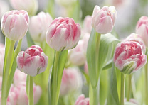 Фотообои Комар 8-708 368*254 цветы тюльпаны
