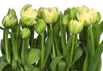 Фотообои Комар 8-900 368*254 тюльпаны