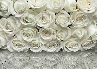 Фотообои Комар 8-314 368*254 белые розы