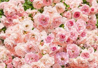 Фотообои Комар 8-937 368*254 цветы розы