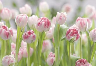 Фотообои Комар 8-708 368*254 цветы тюльпаны